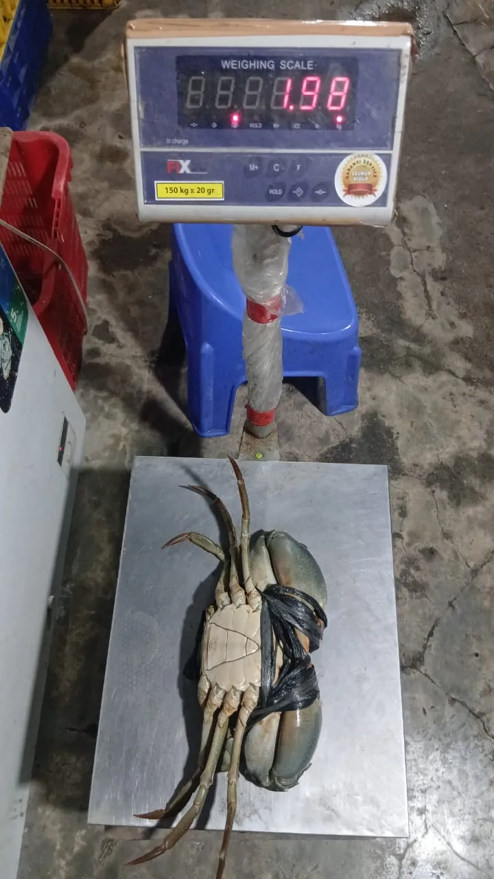 Kepiting sedang ditimbang pada timbangan digital