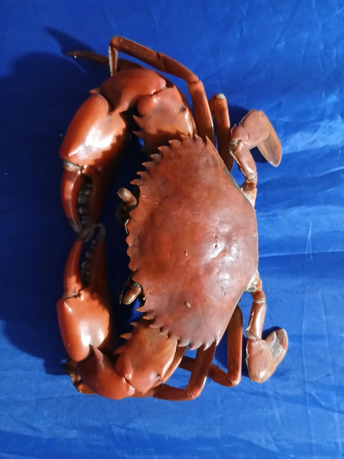 Kepiting matang dilihat dari sisi atas