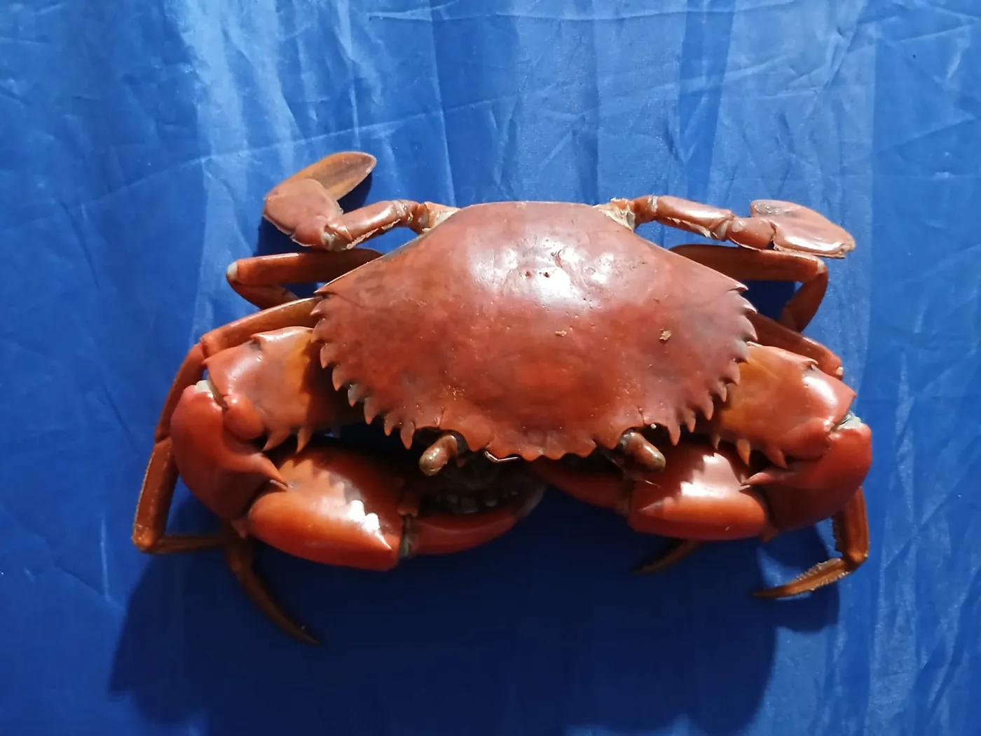 Kepiting matang dilihat dari sisi depan