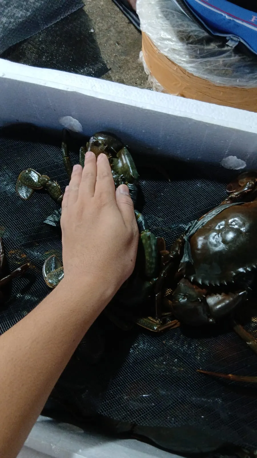 Pengecekan ukuran kepiting segar dengan tangan