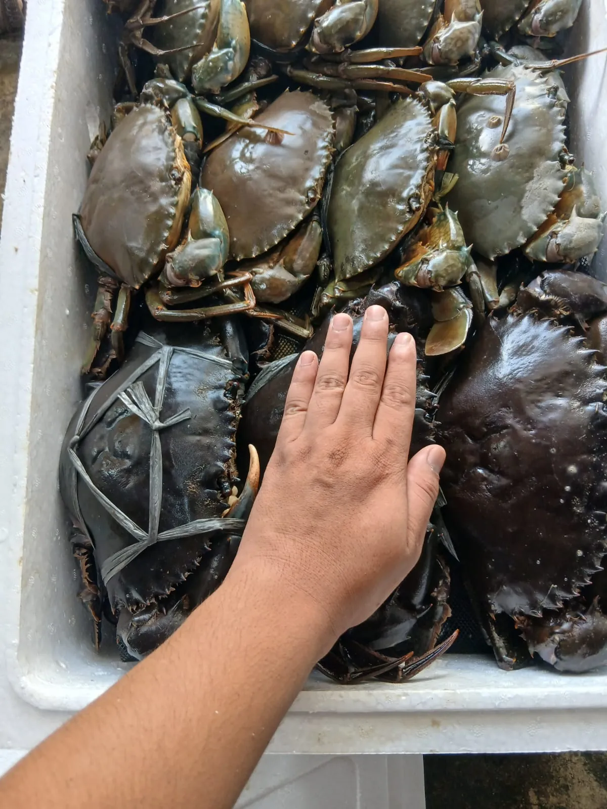 Stok kepiting segar Agen Kepiting